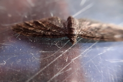 Eupithecia abbreviata