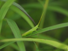 Atractomorpha similis