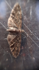 Eupithecia abbreviata