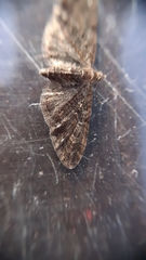 Eupithecia abbreviata