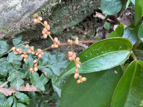 Pilea plataniflora, photograph 5