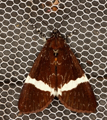 Coenotoca subaspersa