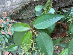Pilea plataniflora, photograph (c) 黃美滿, some rights reserved (CC BY)