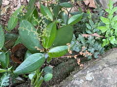 Pilea plataniflora, photograph (c) 黃美滿, some rights reserved (CC BY)