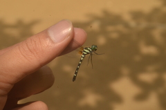 Tetrathemis leptoptera