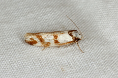 Palimmeces variegata