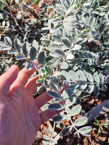 Sturt's Desert Pea