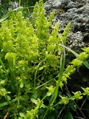 Cruciata articulata