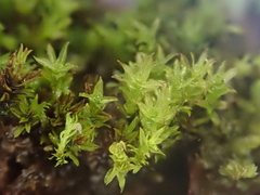 Hydrogonium croceum