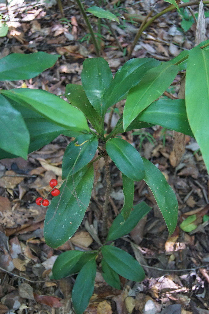 Murchison's palm-lily