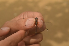 Tetrathemis leptoptera