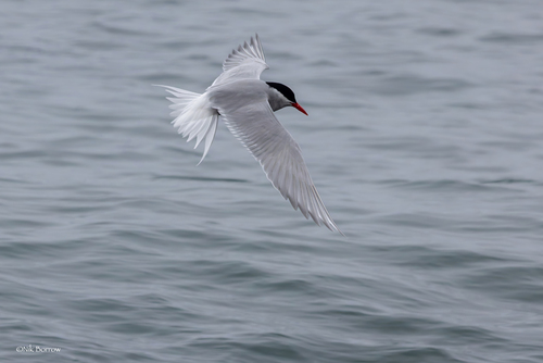 iNaturalist image