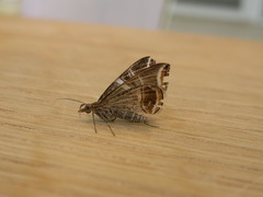 Phrataria transcissata
