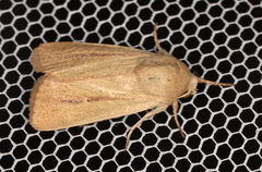 Leucania abdominalis