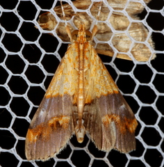 Tetracona amathealis