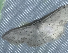 Idaea crinipes