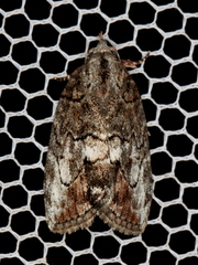 Etanna clopaea