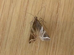 Phrataria transcissata