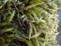 Brachythecium glareosum