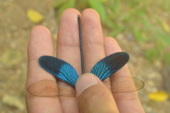 Neurobasis kaupi