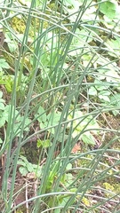Allium schoenoprasum