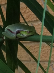 Ranoidea phyllochroa