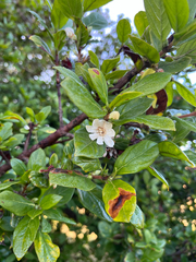 Zigzag plant (Sericanthe)