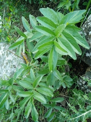 Heptaptera anisoptera