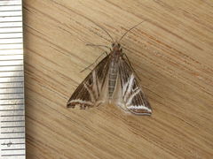 Phrataria transcissata