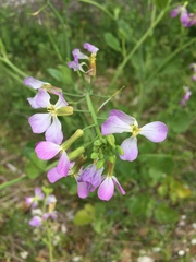 Raphanus sativus raphanistroides