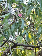 Corymbia ptychocarpa