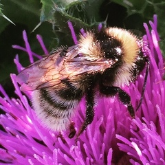 Bombus subterraneus