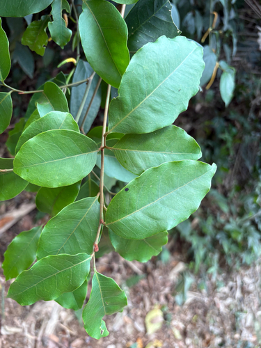 Glycosmis parviflora, photograph 4