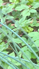 Allium schoenoprasum