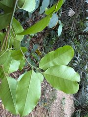 Glycosmis parviflora, photograph (c) 黃美滿, some rights reserved (CC BY)