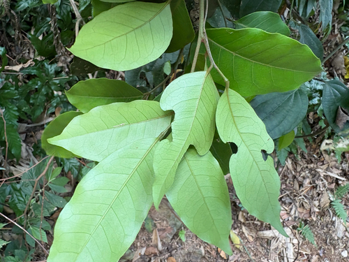 Glycosmis parviflora, photograph 2