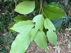 Glycosmis parviflora, photograph (c) 黃美滿, some rights reserved (CC BY)