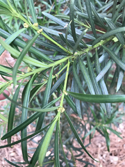 Podocarpus macrophyllus maki