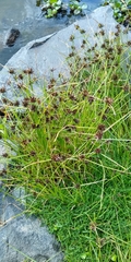 Cyperus niger