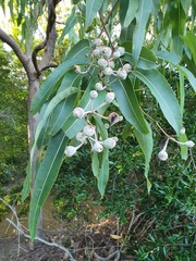 Corymbia ptychocarpa