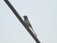 Dicrurus macrocercus