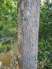 Corymbia ptychocarpa