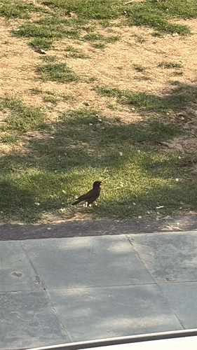 Common Myna