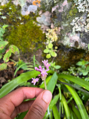 Tulbaghia simmleri, photograph (c) katuchka, some rights reserved (CC BY)