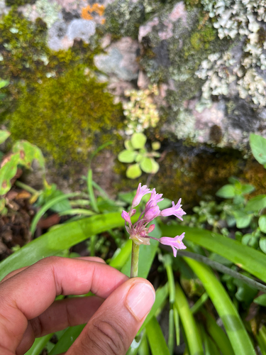 Tulbaghia simmleri, photograph 3