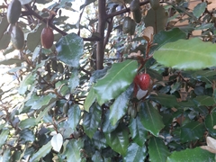 Elaeagnus × ebbingei
