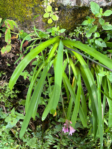Tulbaghia simmleri, photograph 4