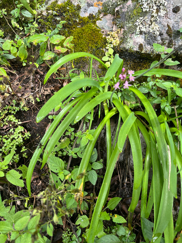 Tulbaghia simmleri