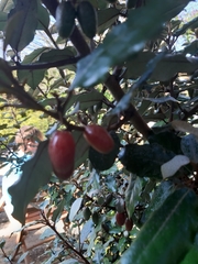 Elaeagnus × ebbingei
