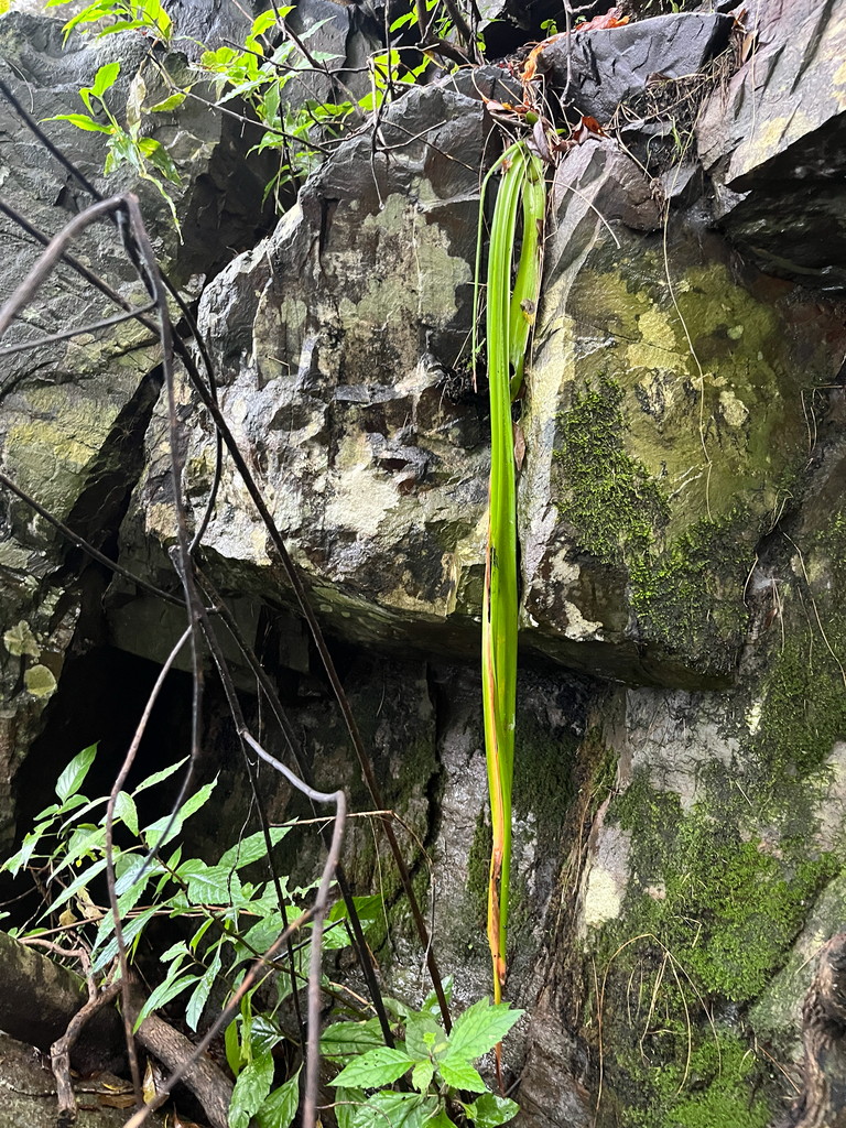 Albuca heydenrychii, Hoedspruit, Limpopo, ZA